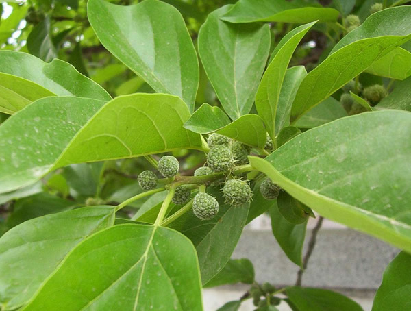 柘树价格-图片-形态特征-生长环境-分布范围以及主要价值