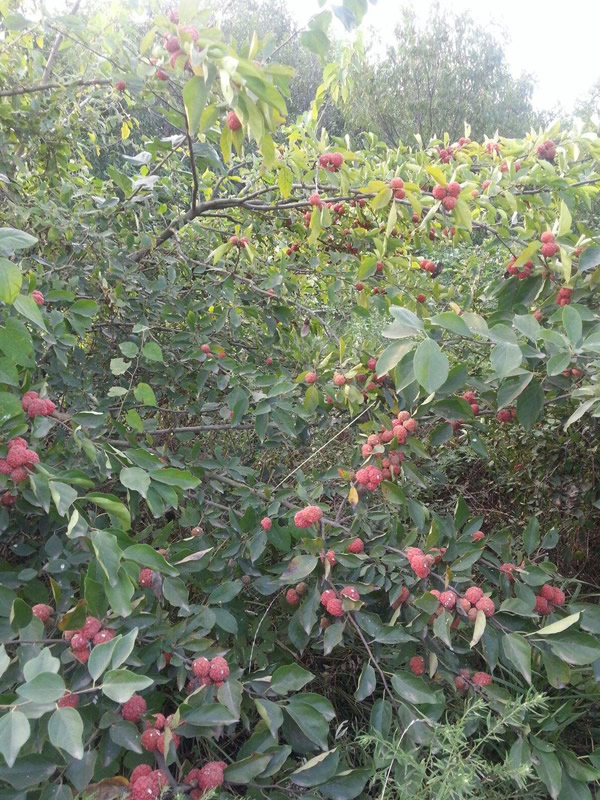 柘树有多少种？