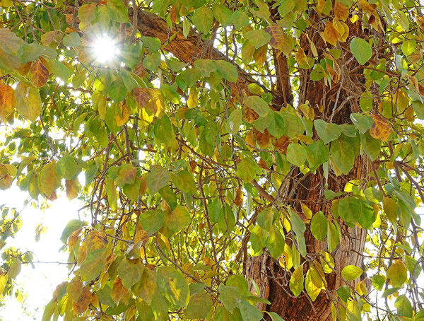 柘树有什么用途？