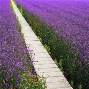 柳叶马鞭草报价