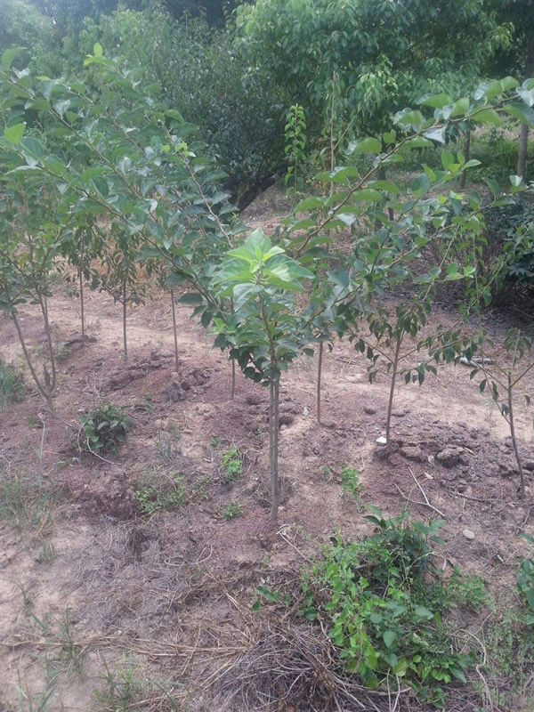 柘树移栽之后应该注意什么？