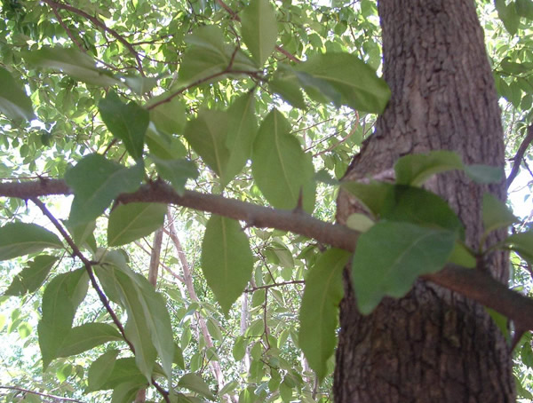 柘树一般生长在什么地方？