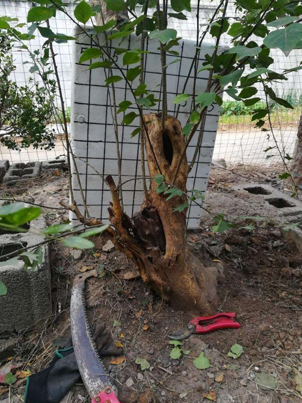 柘树播种几年之后可以结果？