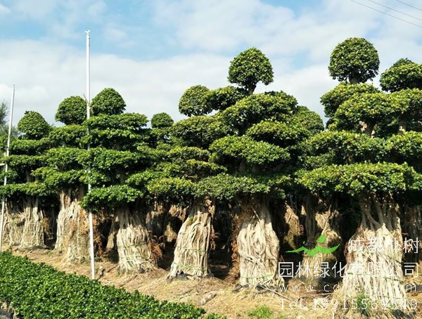 小叶榕价格_图片_形态特征_生长环境_分布范围以及主要价值