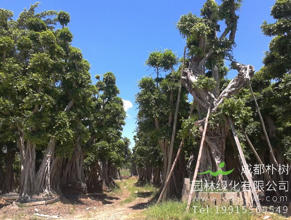 家中能载小叶榕吗？有什么风水忌讳？