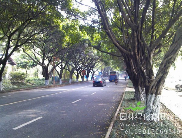 小叶榕的果实可以吃吗？