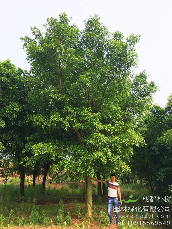 小叶榕的叶子是什么颜色？