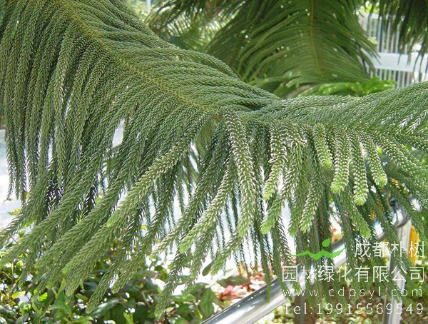 南洋杉价格-图片-形态特征-生长习性-地理分布以及主要价值