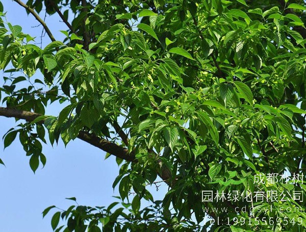 杜仲树价格-图片-形态特征-生物特性以及分布范围