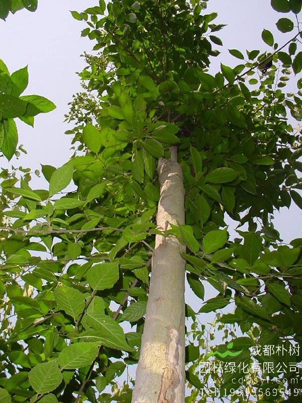 杜仲树价格-图片-形态特征-生物特性以及分布范围