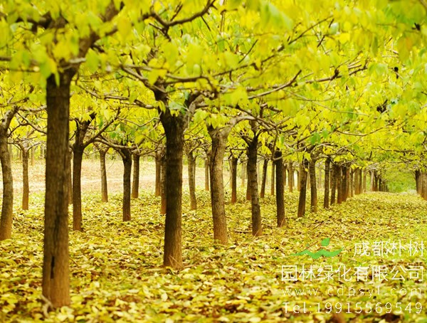 杜仲树价格-图片-形态特征-生物特性以及分布范围