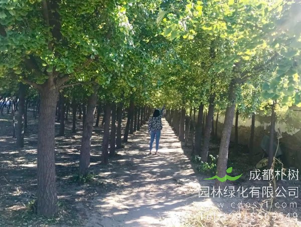 杜仲树价格-图片-形态特征-生物特性以及分布范围