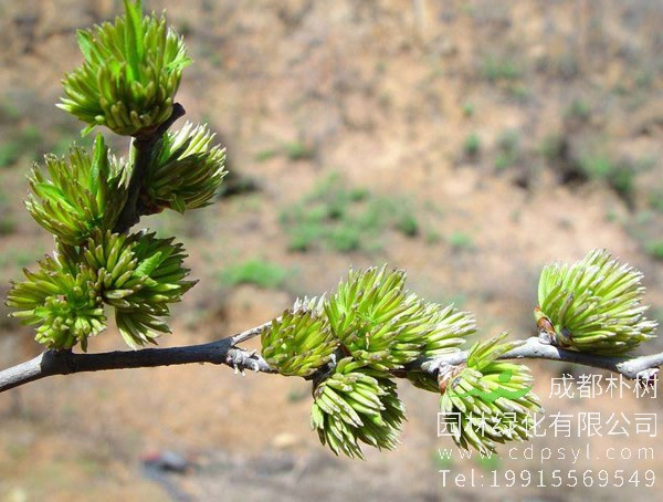 杜仲树价格-图片-形态特征-生物特性以及分布范围