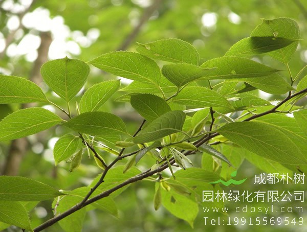 杜仲籽可以做杜仲树的种子吗？