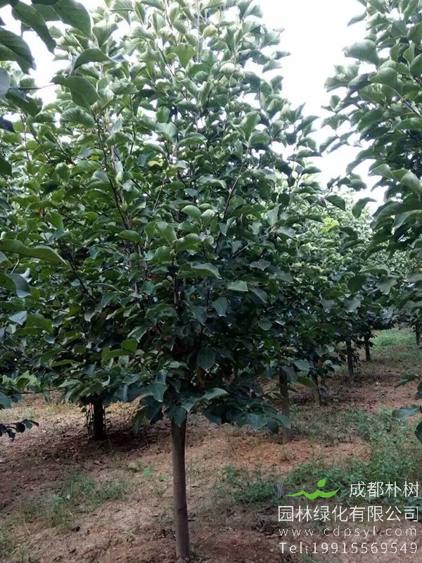 杜仲树剥皮会死吗？