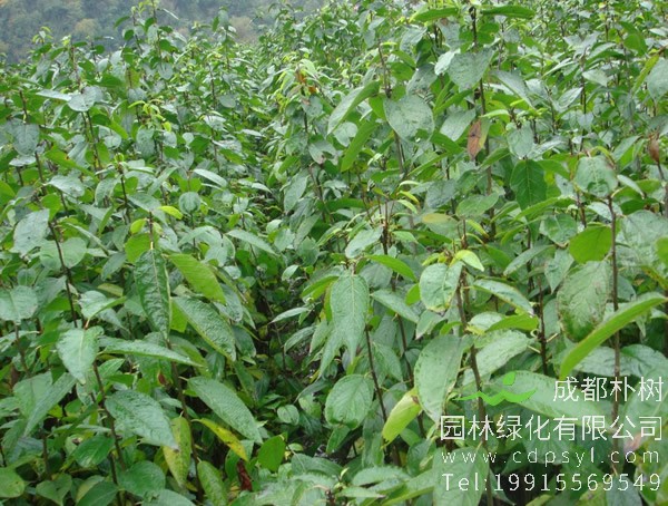 杜仲树在什么时候开花？