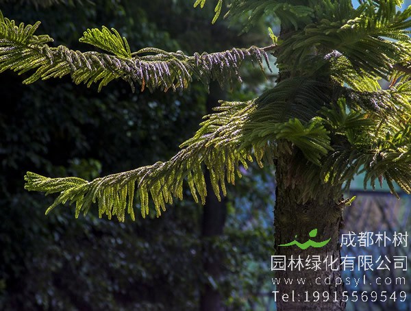 南洋杉价格-图片-形态特征-生长习性-地理分布以及主要价值