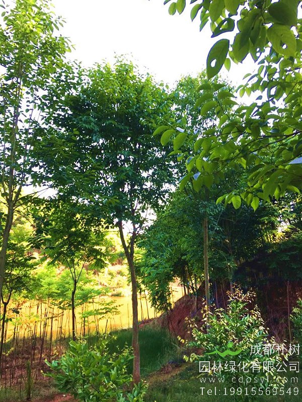 杜仲树有怎样的形态特征？