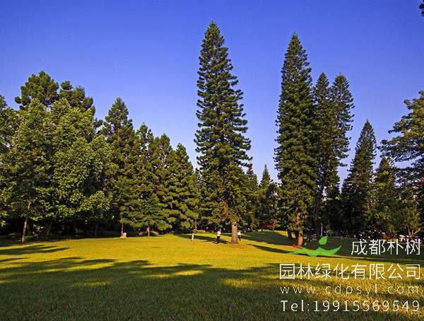 盆栽南洋杉怎么养？有哪些注意事项？