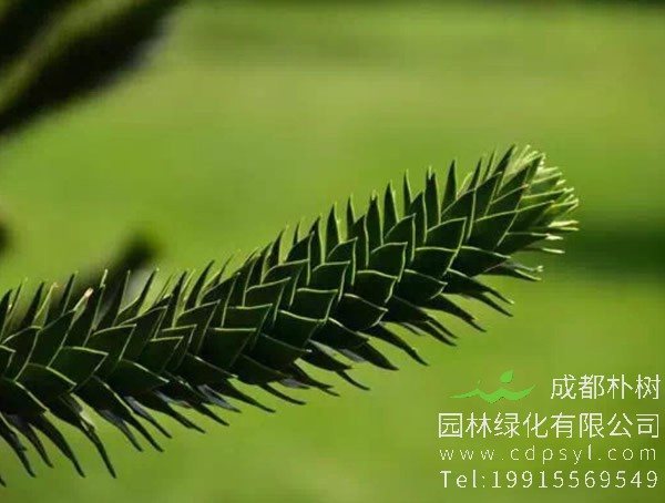 南洋杉的繁殖方式、幼苗移植、盆栽管理以及病害防治方法介绍