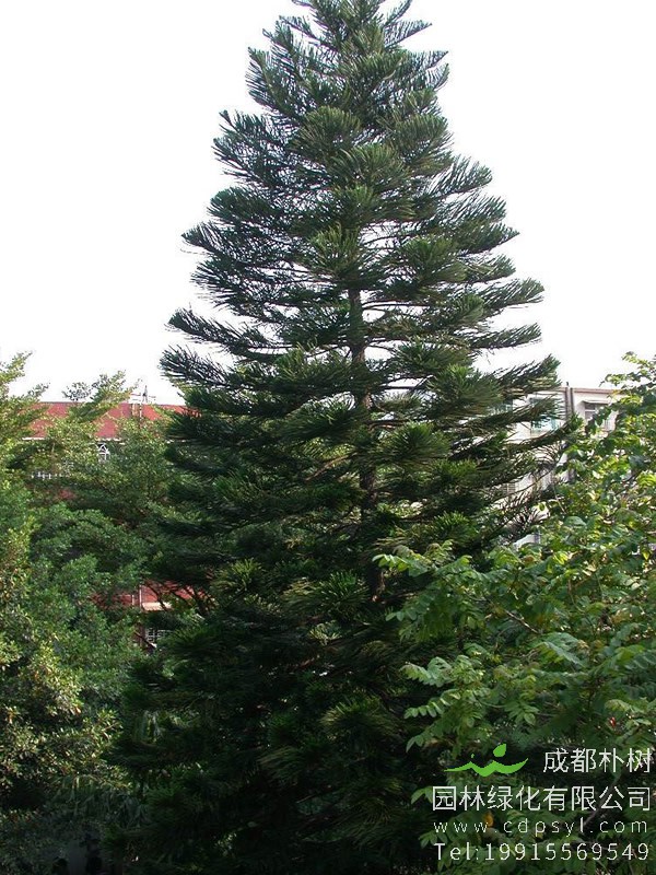南洋杉价格-图片-形态特征-生长习性-地理分布以及主要价值