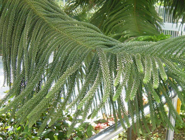 南洋杉价格-图片-形态特征-生长习性-地理分布以及主要价值