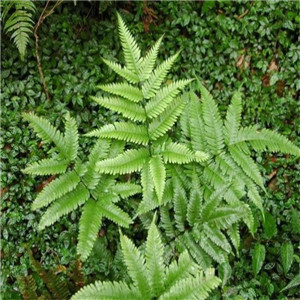 凤尾蕨报价