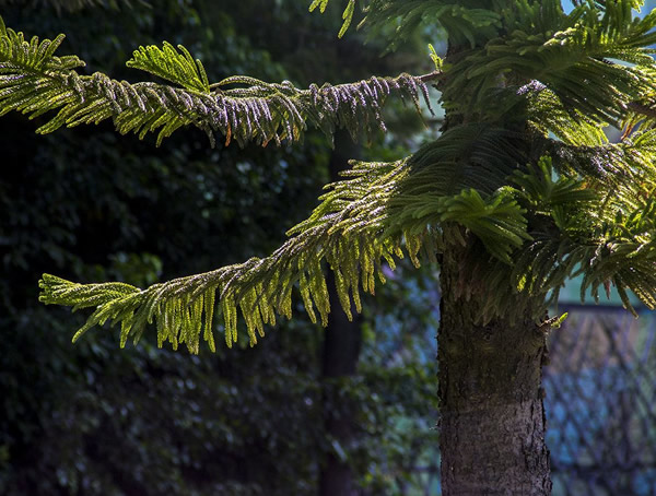 南洋杉的繁殖方式、幼苗移植、盆栽管理以及病害防治方法介绍