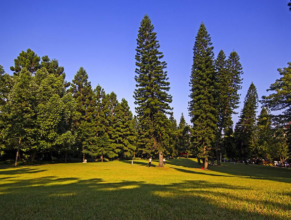 盆栽南洋杉怎么养？有哪些注意事项？