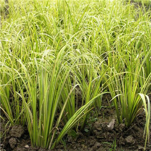 金叶石菖蒲报价