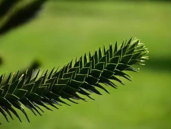 南洋杉有哪些作用？南洋杉的价值有哪些？