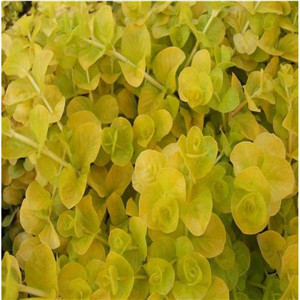 金叶过路黄报价