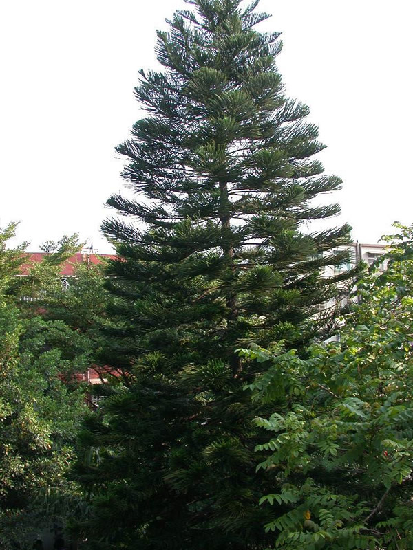 南洋杉有哪些品种？