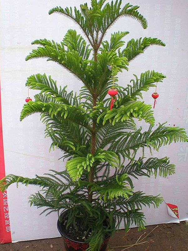 南洋杉与柳杉有哪些区别？