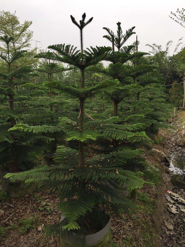 南洋杉的外形有哪些特征？