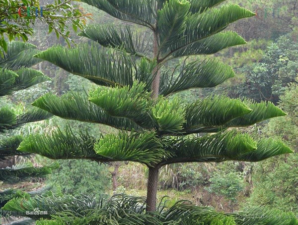 北方的盆栽南洋杉如何过冬？