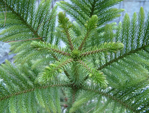 澳州杉和南洋杉的区别在哪儿？