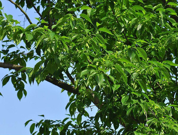 杜仲树价格-图片-形态特征-生物特性以及分布范围