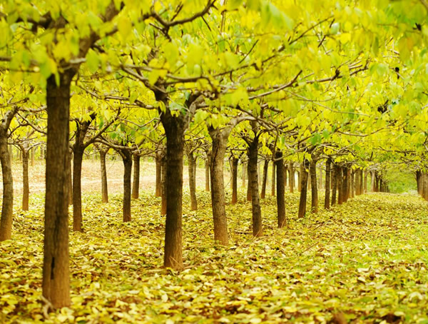 杜仲树的象征意义或寓意是什么？