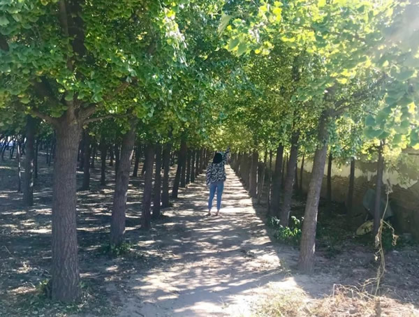 杜仲树的药用价值有哪些？