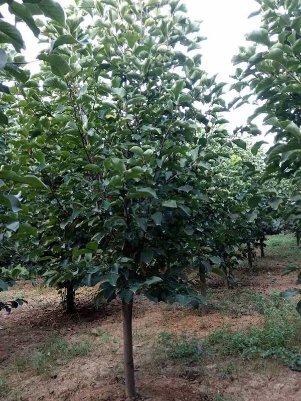 杜仲树剥皮会死吗？