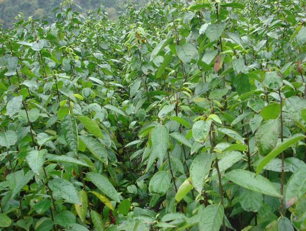 杜仲树在什么时候开花？