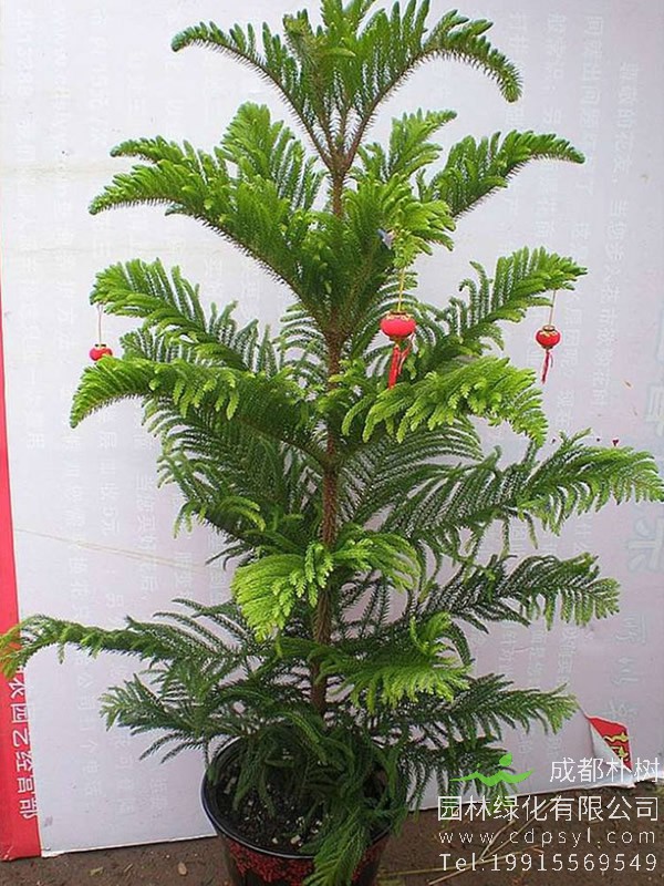 南洋杉与柳杉有哪些区别？