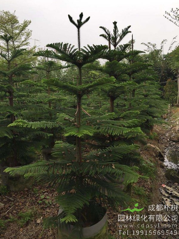 南洋杉的外形有哪些特征？