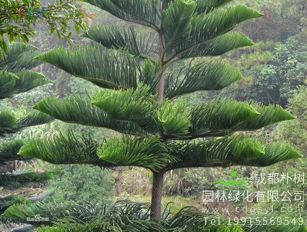 北方的盆栽南洋杉如何过冬？