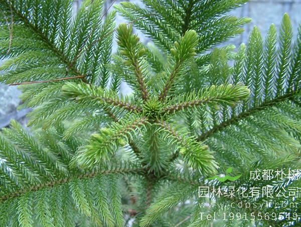 澳州杉和南洋杉的区别在哪儿？