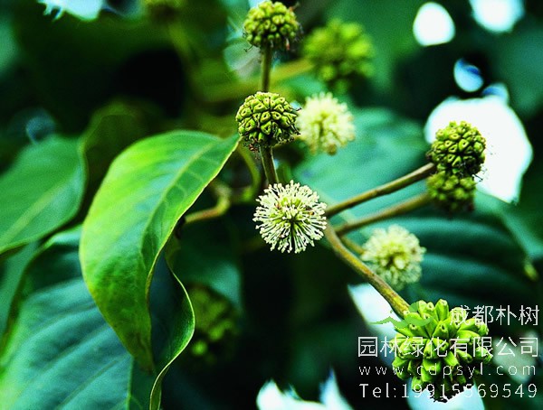 喜树价格-图片-形态特征-生长环境-地理分布以及主要价值