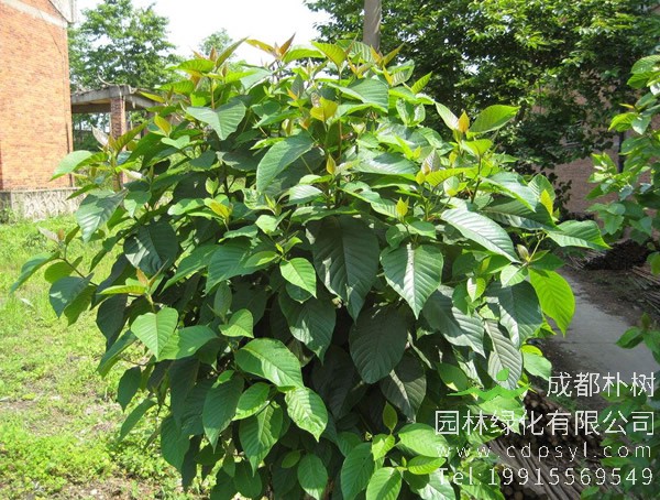 喜树移植需注意哪些事项？