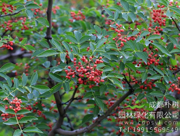 花椒树价格-图片-形态特征-生长环境-分布范围-主要价值以及植物文化