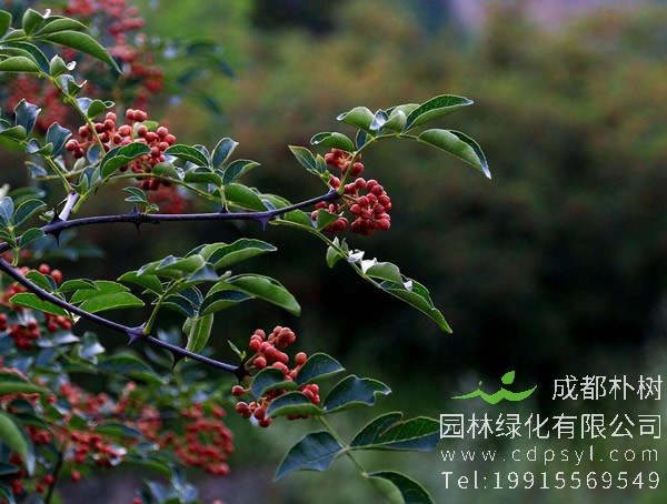 花椒树种植几年之后开始结花椒？